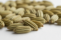 fennel Oil