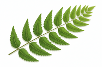 Neem Oil