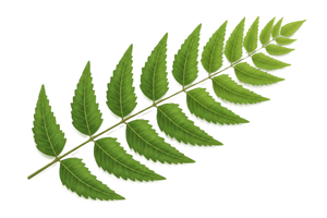 Floating herb 1