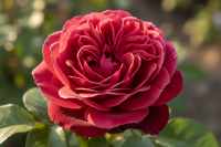 Rose Oil